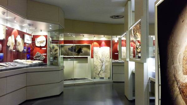 Musei e Gallerie d’Arte Vestenanova - Il Museo dei Fossili di Bolca
