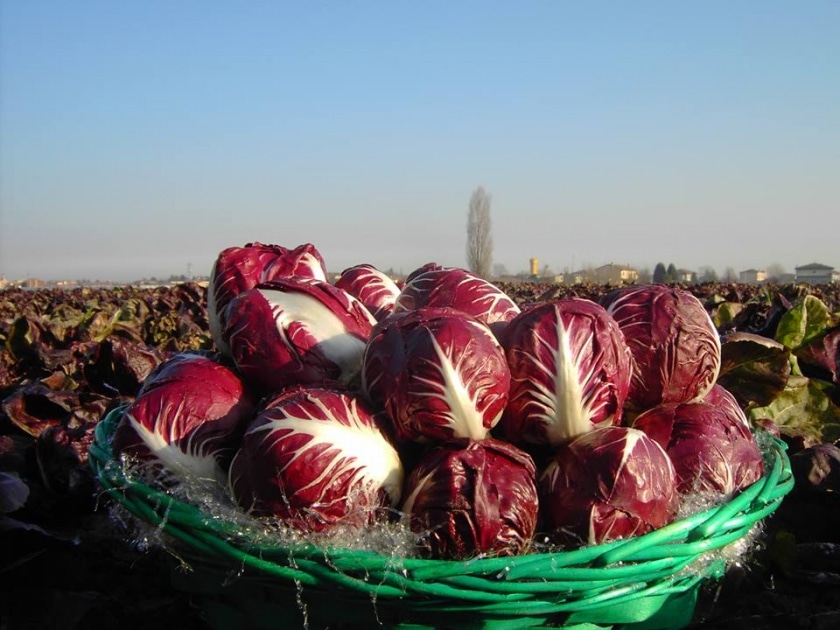 Fiera del Radicchio di Verona a Casaleone - Sagre e Manifestazioni a Verona