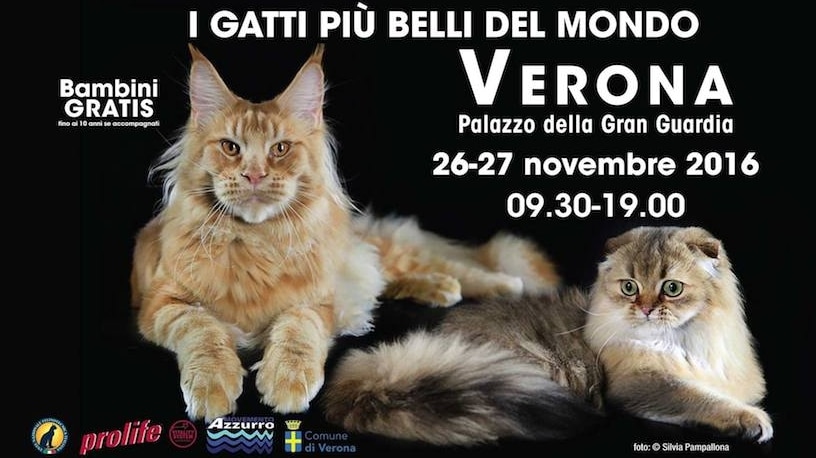 Esposizione Internazionale Felina di Verona - Mostre a Verona