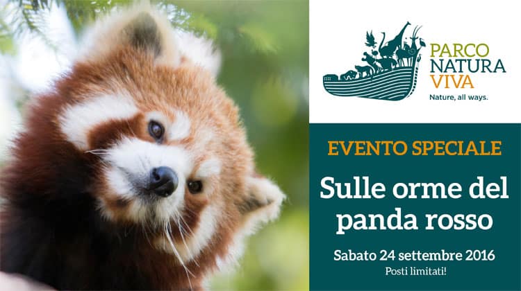 Sulle Orme del Panda Rosso: passeggiata crepuscolare al Parco Natura Viva - Feste a Verona