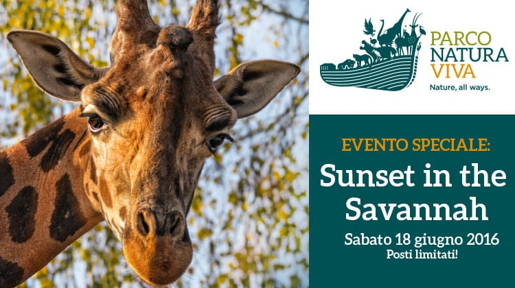 Passeggiata nel Safari del Parco natura Viva: Sunset in the Savannah - Feste a Verona
