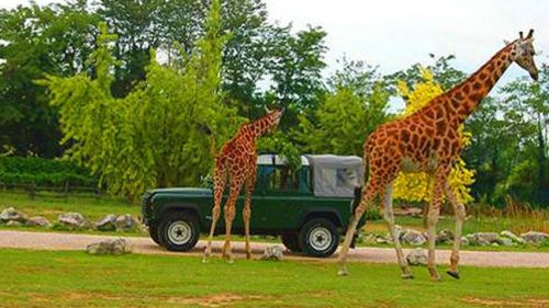 Parco Natura Viva Giraffe