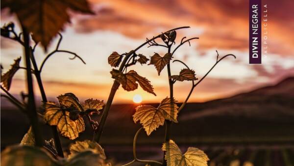Degustazione itinerante “Divin Negrar Valpolicella”