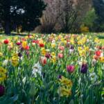 tulipanomania 2026