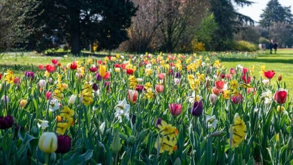 “Tulipanomania 2026” al Parco Giardino Sigurtà