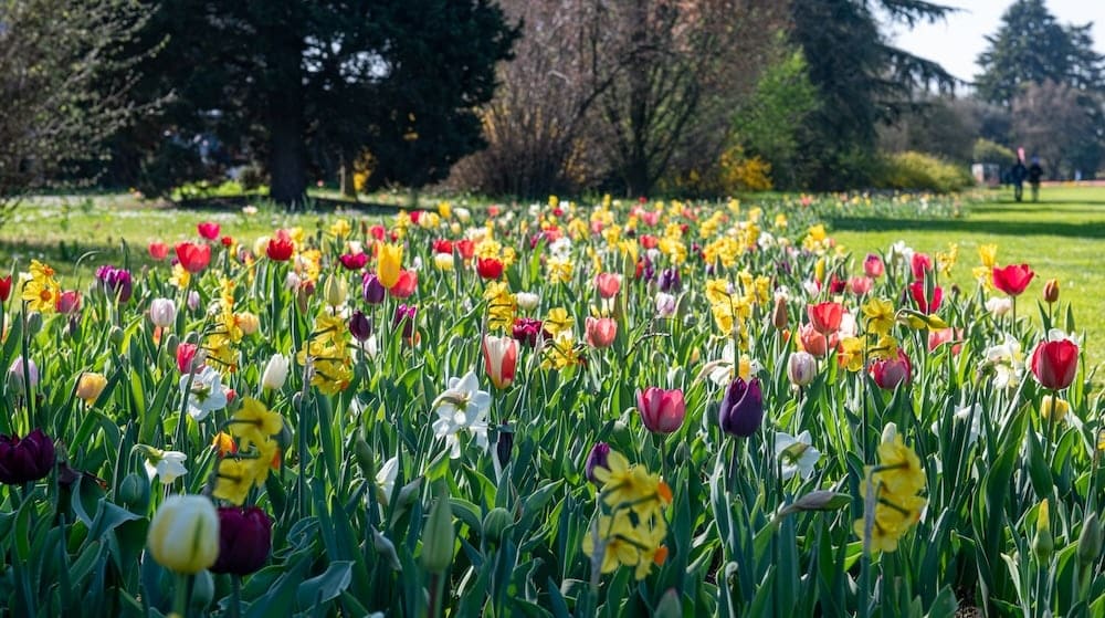 tulipanomania 2026