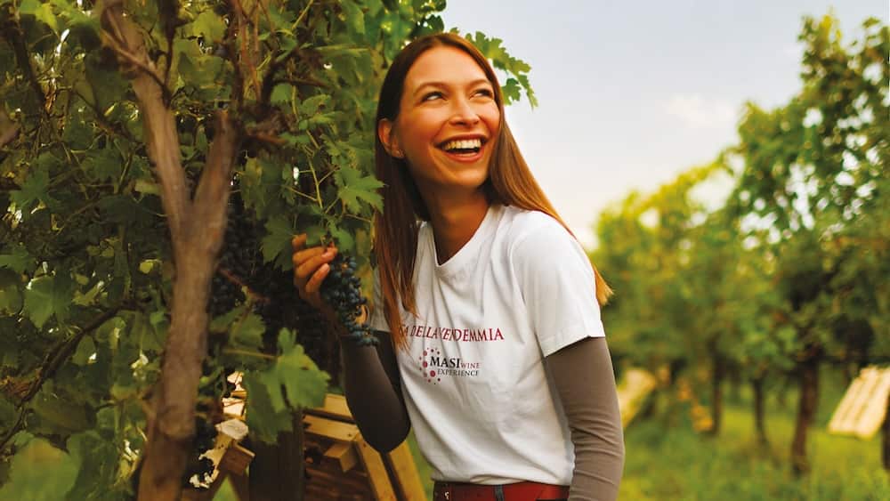 Festa della vendemmia Masi Tenuta Canova 2026