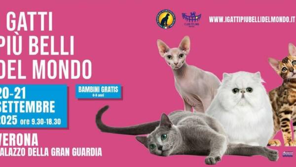 I gatti più belli del mondo alla Gran Guardia