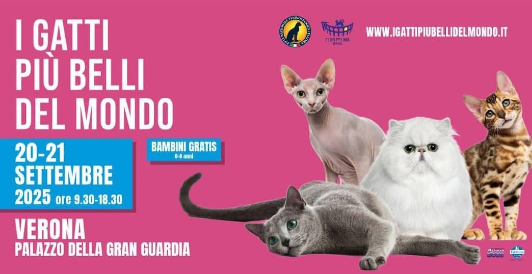 gatti belli del mondo 2025