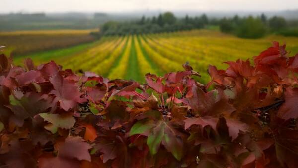 Workshop fotografico “Il foliage: tra vino e fotografia”