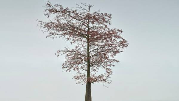 Mostra fotografica “.Still” di Adelino Rossi