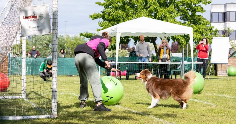 LiveDog Ottobre 2026 Verona