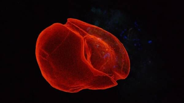 Giovanni Chiamenti e C+C=Maxigross in una performance immersiva a Palazzo Forti